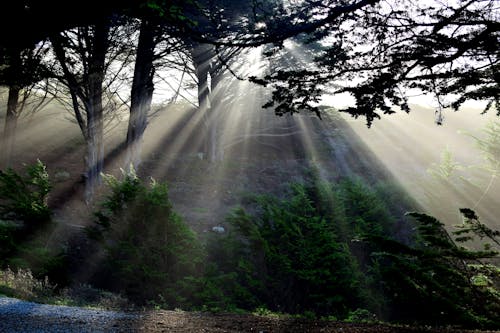 Foto d'estoc gratuïta de arbres, llum del sol, llum natural