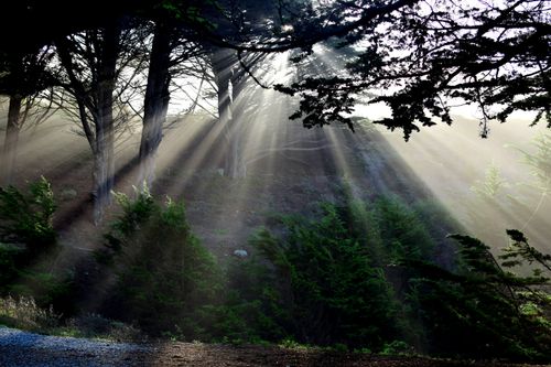 Free Dramatic sunbeams piercing through trees, Half Moon Bay forest scene. Stock Photo