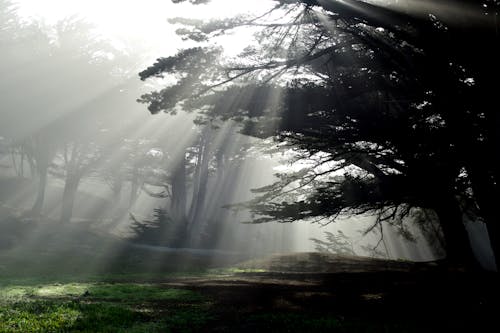 Summer Forest in Mist and Sun Rays