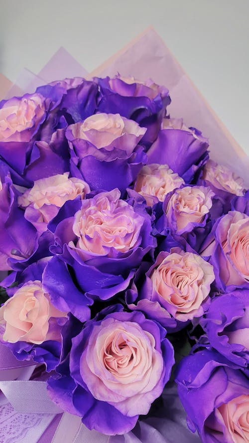 High angle of bouquet of blooming Austin roses with blue and pink petals wrapped in package