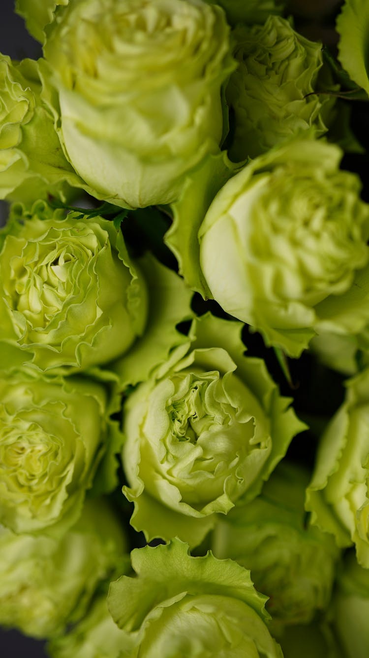 Fresh Austin Roses With Green Petals In Bunch