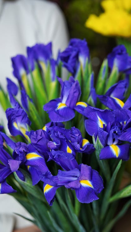 Bouquet of blooming irises with blue petals and green stems in bright place
