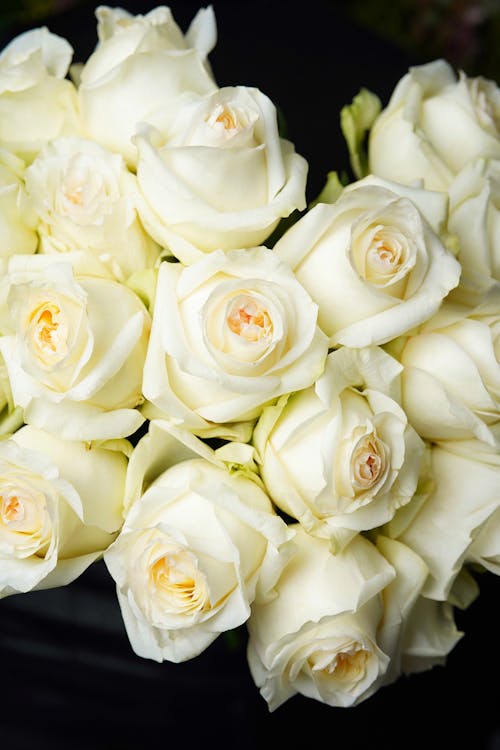 Free Bouquet of blossoming roses with white petals in light place on black background Stock Photo