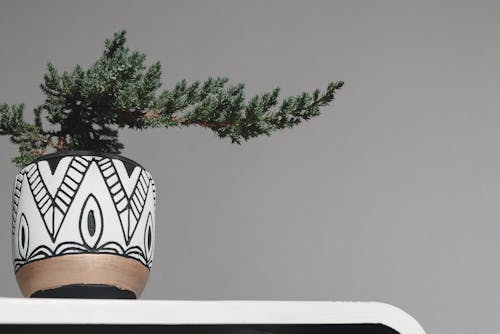 Free stock photo of bonsai