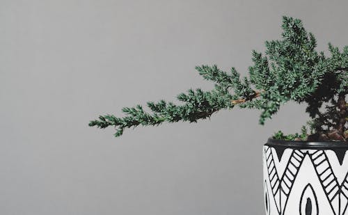 Imagine de stoc gratuită din arbore japonez, decorațiune, grădină