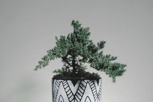 Kostenlos Kostenloses Stock Foto zu blätter, bonsai, frische Stock-Foto