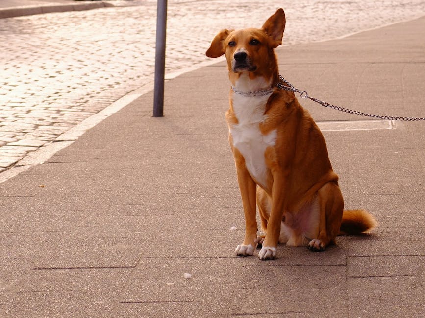 Orange and White Short Coat Dog Sitting · Free Stock street animal dog ginger