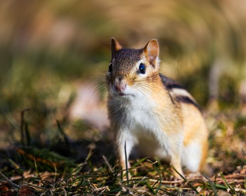 Free Attentive Tamias striatus chipmunk walking on grassy meadow and looking away on sunny day in park Stock Photo