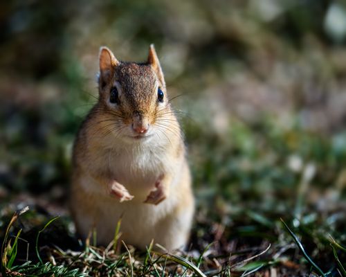 Free Adorable little eastern chipmunk with brown fur standing on grass in green forest and looking at camera Stock Photo
