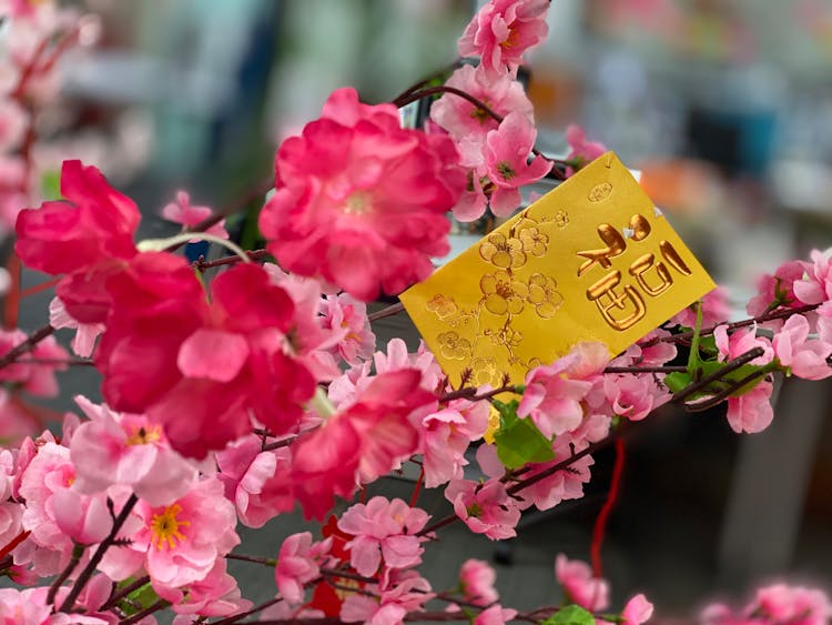 Yellow Ang Pao On Pink Flowers 