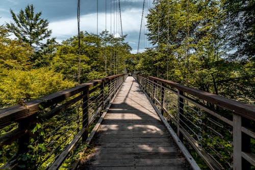 Photos gratuites de arbres, passerelle, pont en bois