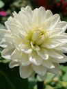 White and Yellow Flower in Macro Lens