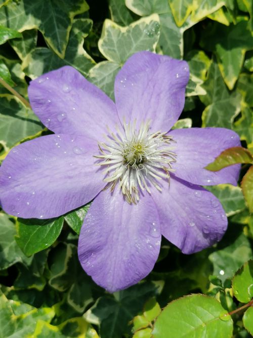 Free Purple clematis flower with water droplets against green leaves, highlighting nature's beauty. Stock Photo