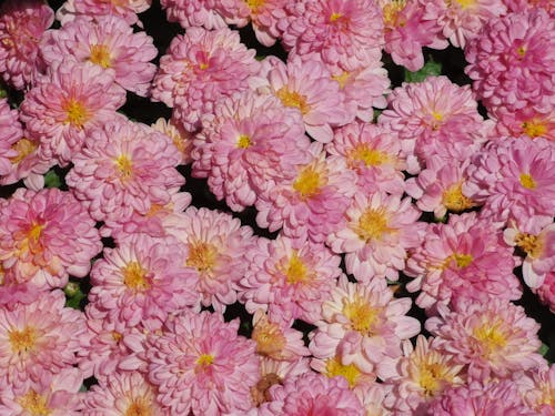 ฟรี คลังภาพถ่ายฟรี ของ การถ่ายภาพดอกไม้, ดอกเบญจมาศ, ดอกไม้ คลังภาพถ่าย