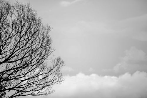 Free Minimalist black and white photo of a bare tree silhouette against a cloudy sky. Stock Photo