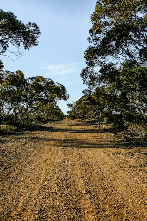 Unpaved Pathway between Trees