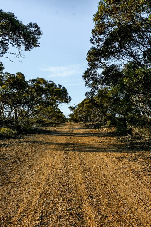 Free Long unpaved road bordered by vibrant trees under a clear sky Stock Photo