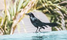 Black Great-Tailed Grackle on Water