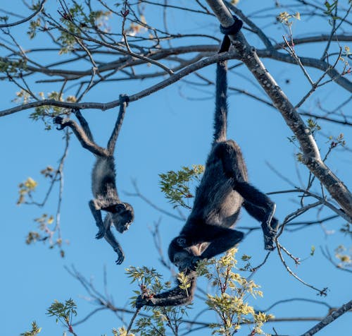 Foto profissional grátis de animais selvagens, animal, céu azul