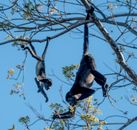 Howler Monkeys Hanging on Tree Branches