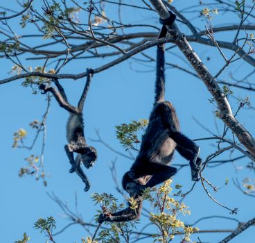 Howler Monkeys Hanging on Tree Branches 