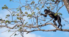 A howler monkey perched on a tree branch in Guanacaste Province, Costa Rica.
