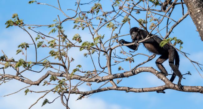 A howler monkey perched on a tree branch in Guanacaste Province, Costa Rica.
