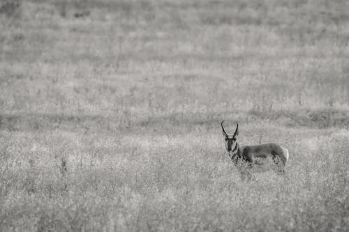 Black and white of wild graceful cape hartebeest with curving horns grazing in grassy field with plants in nature on summer day