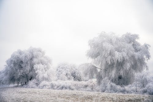 Snowy trees growing in winter forest