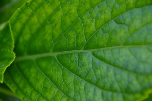 Free stock photo of green, green leaf, nature