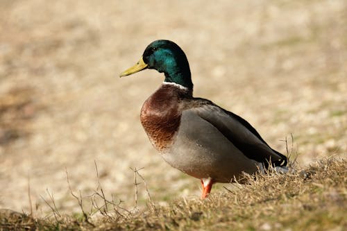 Imagine de stoc gratuită din a închide, animal, aviar