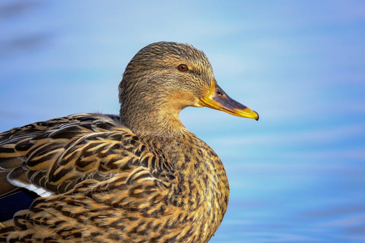 Brown Duck On Water