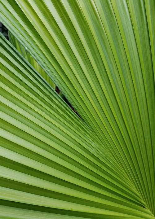 Close-Up Photo of Green Palm Leaves