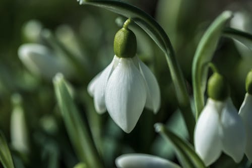 Free A Close-Up Shot of a Snowdrop Flower Stock Photo