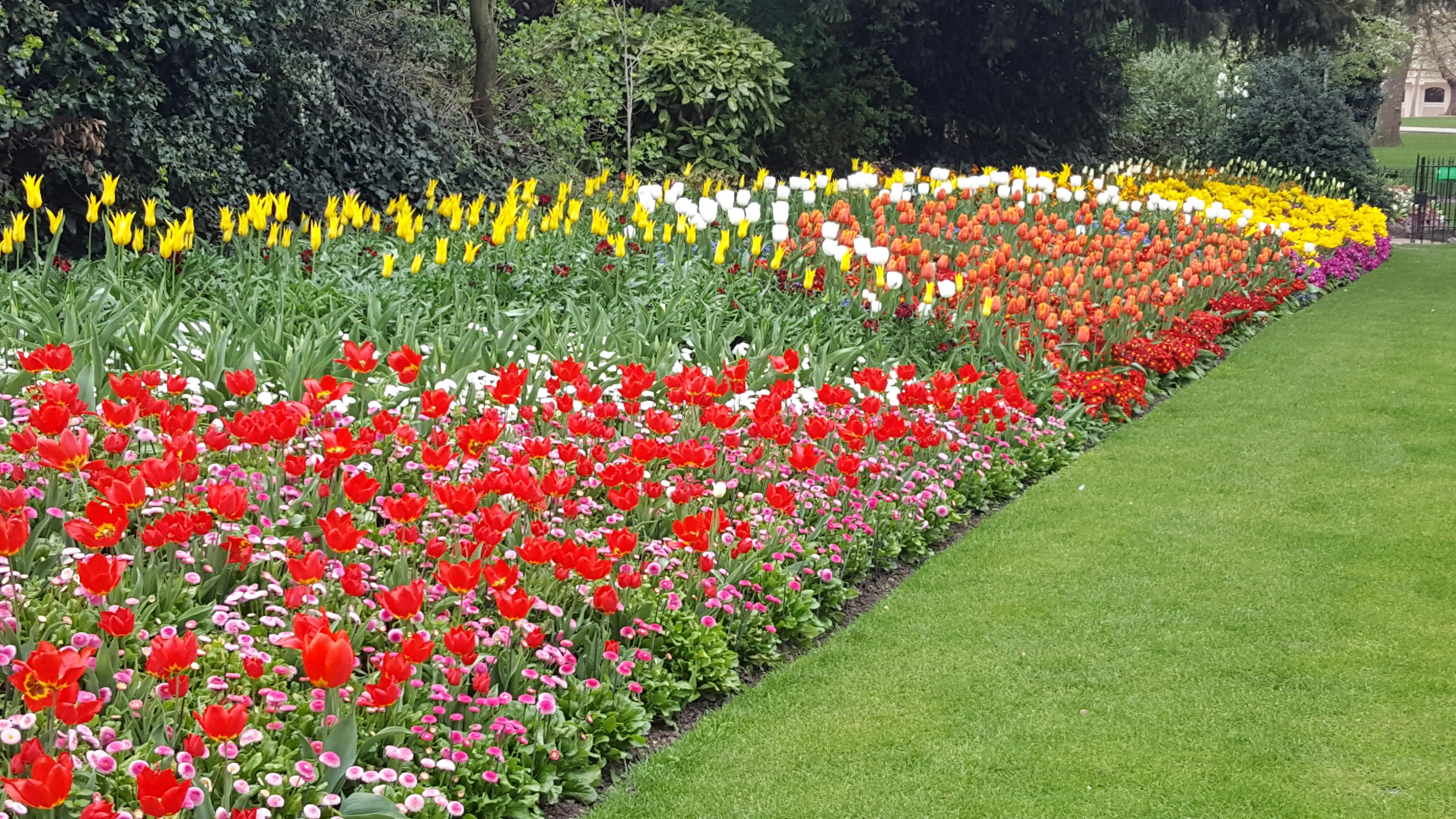 Free stock photo of flowers, garden