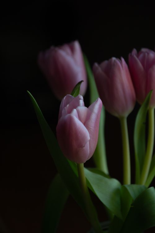 Free Delicate pink tulips captured in soft lighting, showcasing their beauty and elegance. Stock Photo