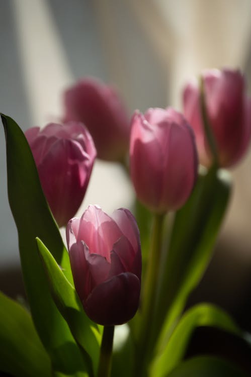 Bunch of fragrant pink tulips in light room