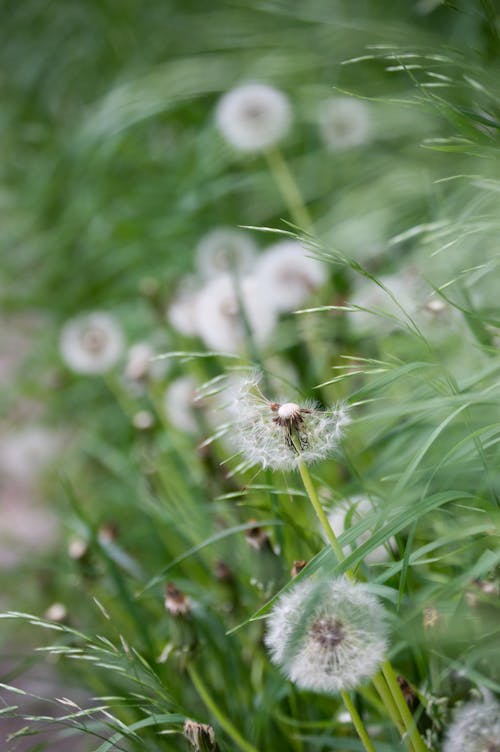 White fluffy dandelion flowers growing on grassy verdant lawn in peaceful summer nature