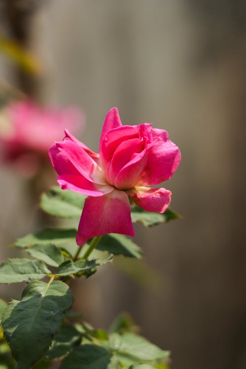 粉红色的玫瑰, 美丽的花 的 免费素材图片