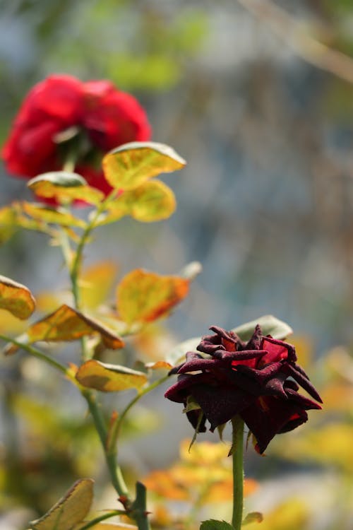 粉红色的玫瑰, 紅玫瑰, 美丽的花 的 免费素材图片