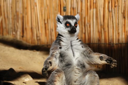 Free Focused shot of a ring-tailed lemur sitting and basking in sunlight. Stock Photo