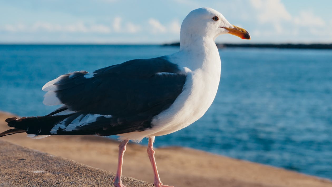Free Photo of a Seagull Stock Photo