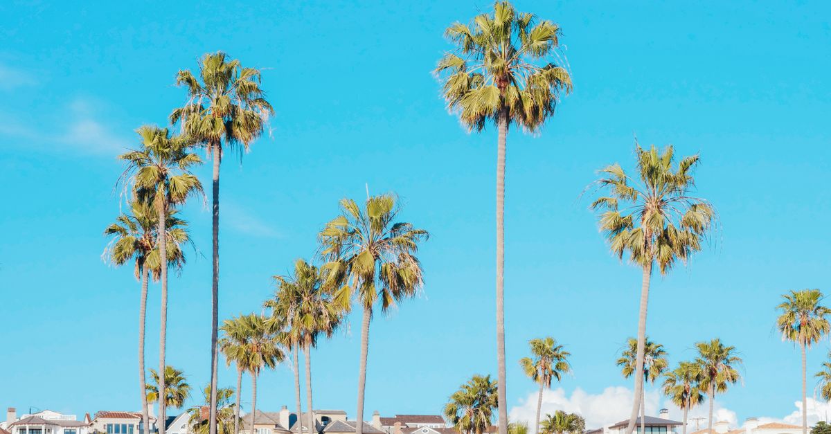 Scenic view of tall palm trees set against a cloudless blue sky with suburban houses below.