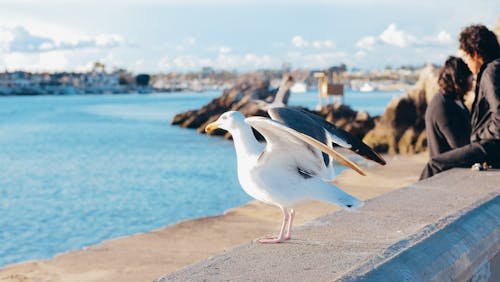 Photo of a Seagull