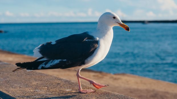 A beautiful seagull stands by the ocean during sunset, capturing the essence of nature.