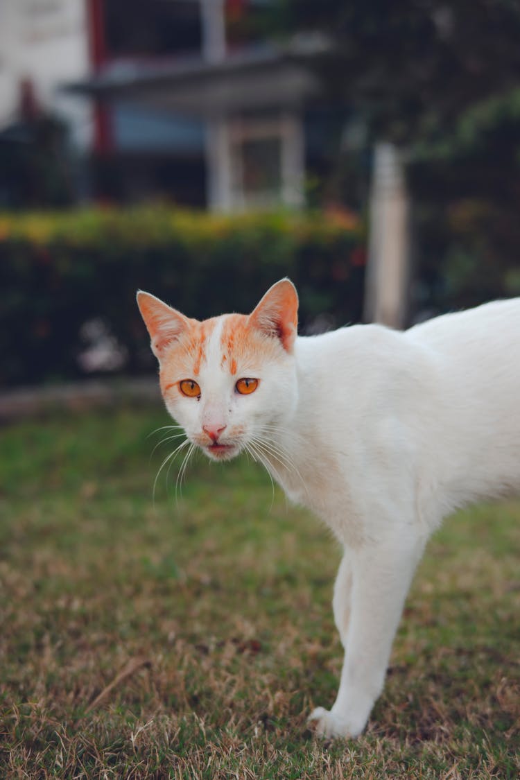 Cute Cat On Green Lawn