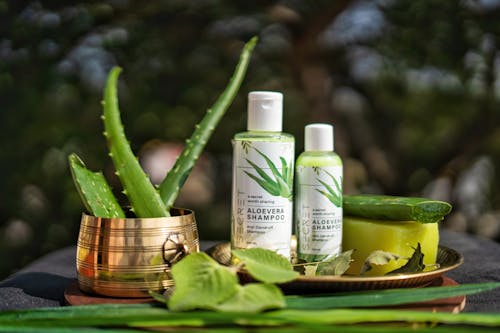 Imagine de stoc gratuită din Aloe vera, îngrijirea părului, medicamente
