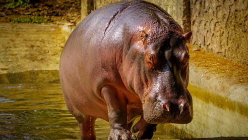 Free stock photo of hippopotamus, zoo