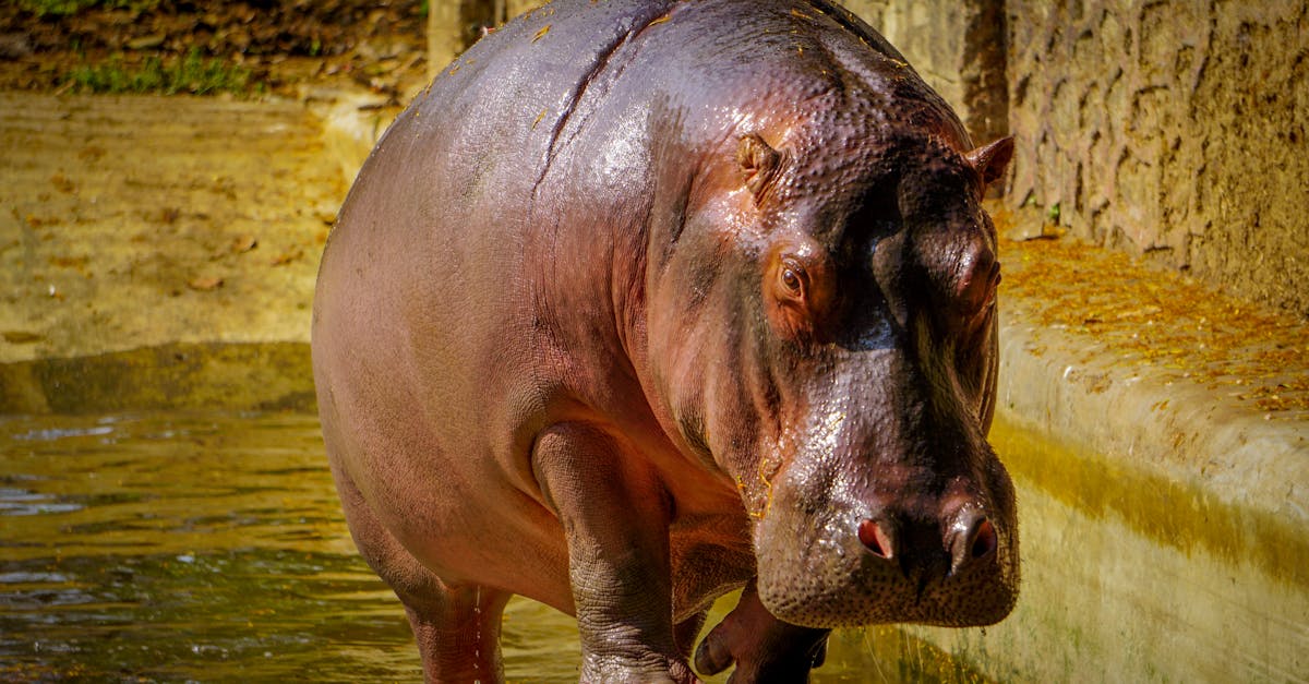 Free stock photo of hippopotamus, zoo
