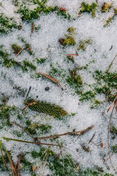 Close-up of snow-covered ground with green leaves and pine needles, capturing winter nature details.